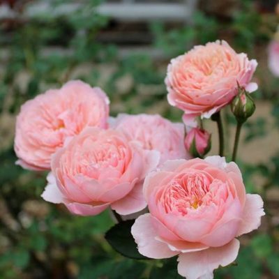 Alnwick Rose