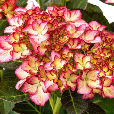 Hydrangea “Adula Blau”