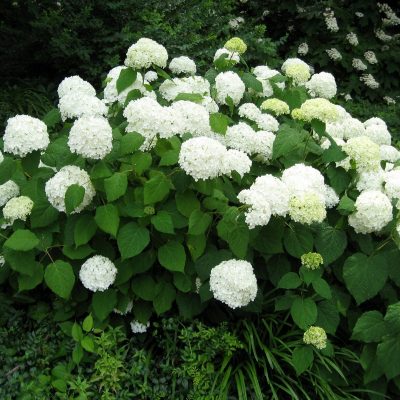 Hydrangea arborescens “Grandiflora”