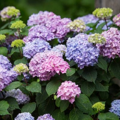 Hydrangea “Bloomstar”