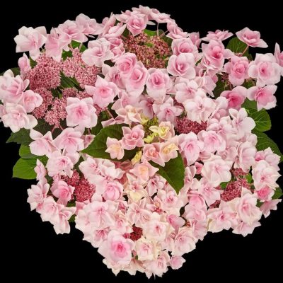 Hydrangea “Fay Pink”