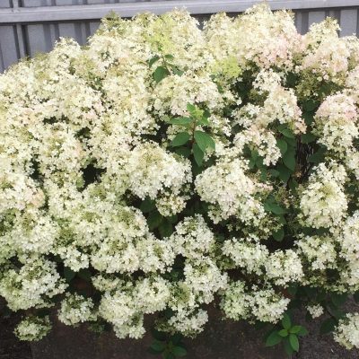 Hydrangea paniculata “Bobo”