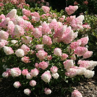 Hydrangea paniculata “Vanille fraise”