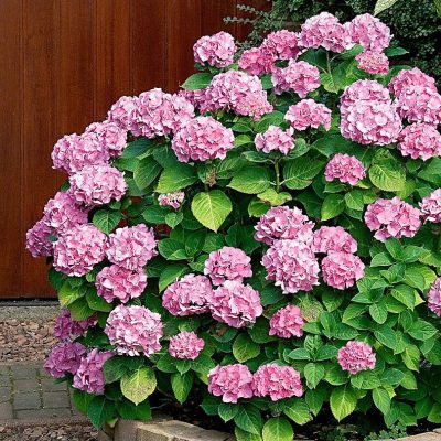 Hydrangea “Pink Sensation”