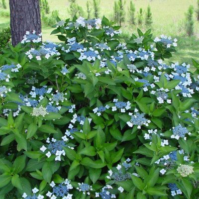 Hydrangea serrata “Forget Me Not”