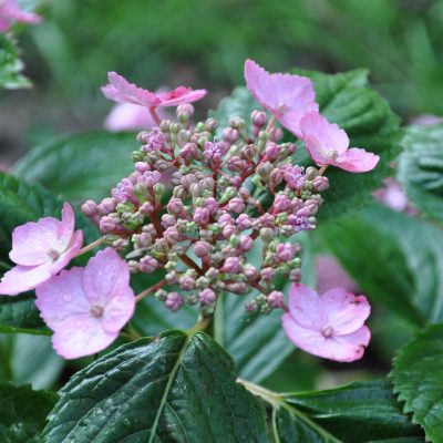 Hydrangea serrata “Hallasan”