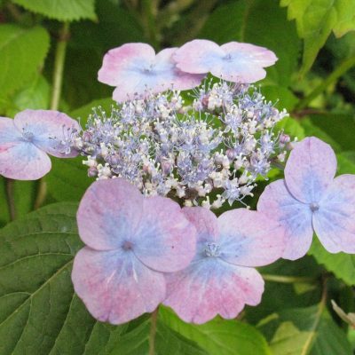 Hydrangea serrata “Veerle”